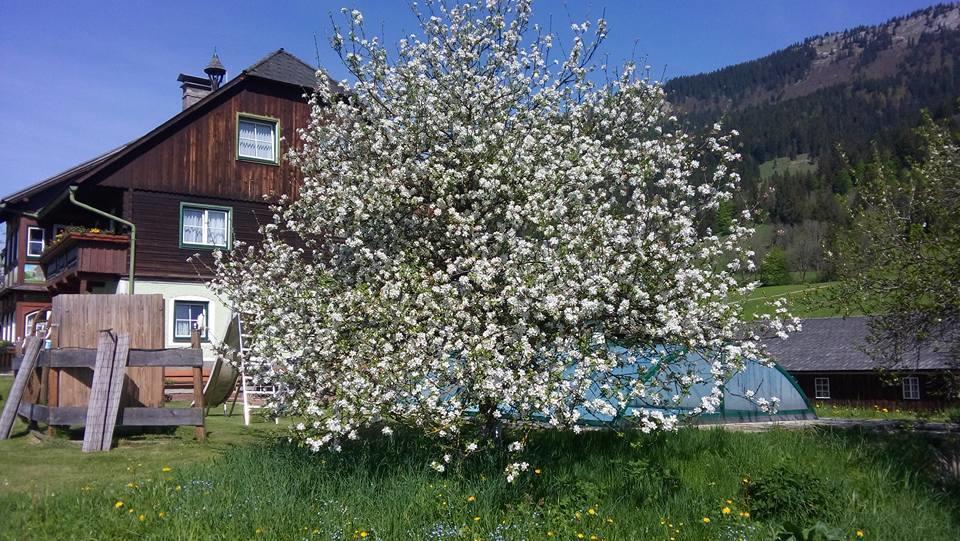 Bunzbauernhof Villa Bad Mitterndorf Exterior foto